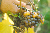 Weinbau